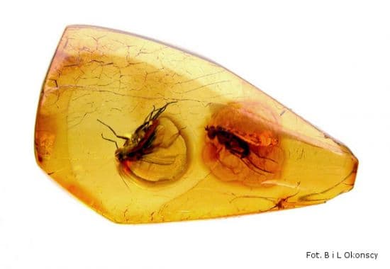 Polished amber specimen containing two preserved insects suspended in warm golden resin.